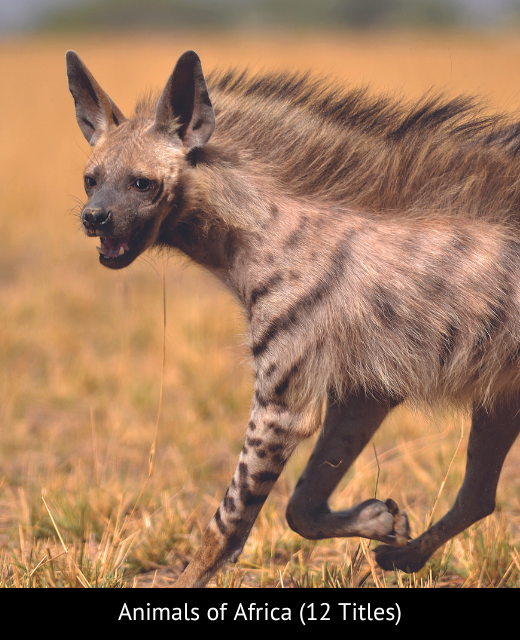 1 - Animals of Africa_2