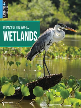 BOTW-Wetlands